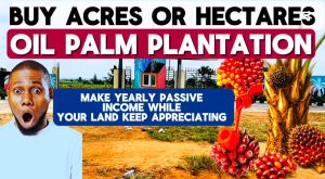 AFFORDABLE FARM LAND FOR SALE IN OGUN STATE