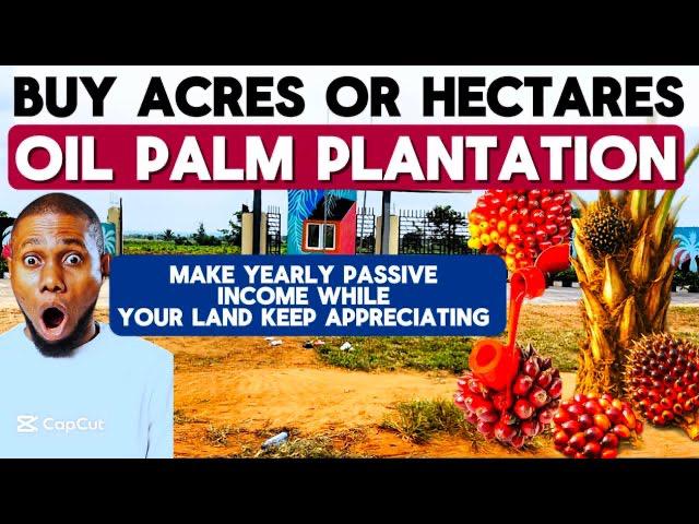 palm oil farm for sale
